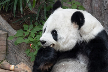 Obraz premium Cute Fluffy Female Panda eating Bamboo