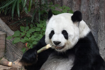 Cute Fluffy Female Panda eating Bamboo