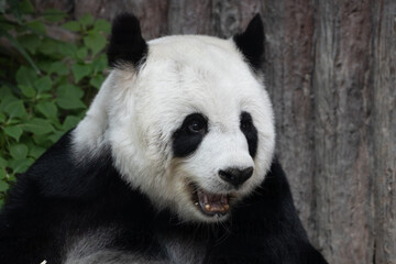Obraz premium Cute Fluffy Female Panda eating Bamboo