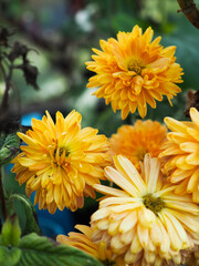 yellow chrysanthemum flowers