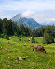 cows in switzerland