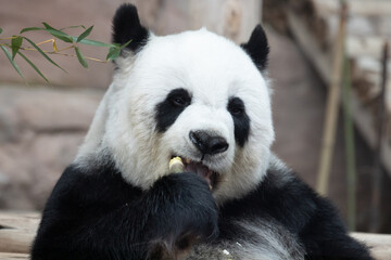 Obraz na płótnie Canvas Cute Panda Eating Bamboo Shoot