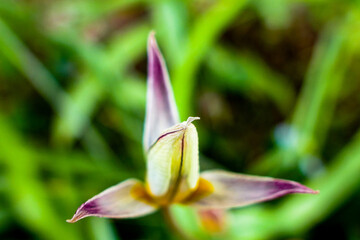 close up of a flower