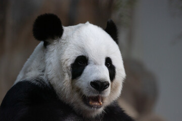 a portrait of sweet panda