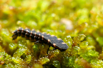 Obraz na płótnie Canvas close up of a caterpillar