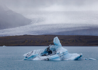 seagull on iceberg