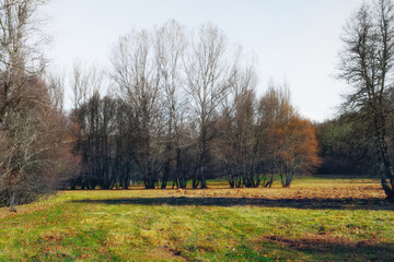 Beautiful sunny winter morning in a meadow in the Sanabria region. Castilla and Leon. Spain