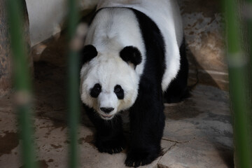 Fototapeta premium Cute Panda is walking on the yard