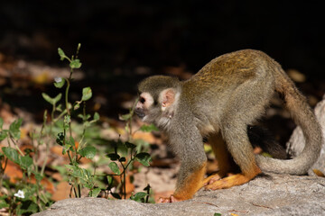 Close up Playful Common Squirrel Monkey