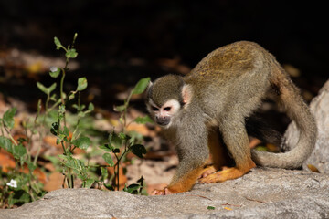 Close up Playful Common Squirrel Monkey