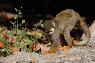 Close up Playful Common Squirrel Monkey