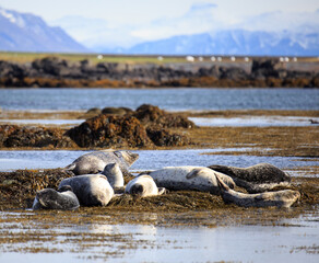 seals in iceland