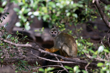 Close up Playful Common Squirrel Monkey