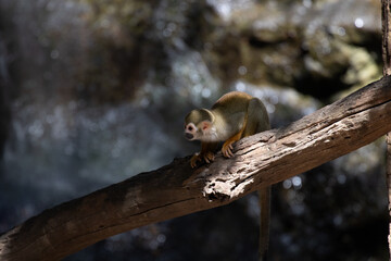 Close up Playful Common Squirrel Monkey