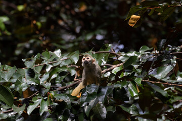 Close up Common Squirrel Monkey, Saimiri Sciureus
