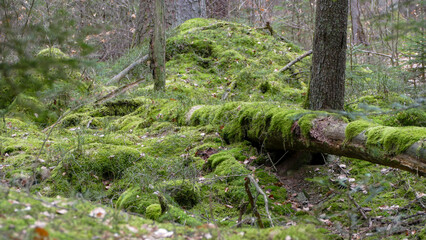 moss on the stone