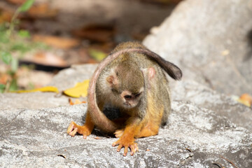Close up Common Squirrel Monkey