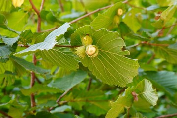 Wild hazelnut tree