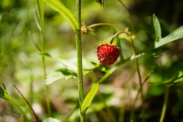 Wild strawberry in the grass, in the mountains