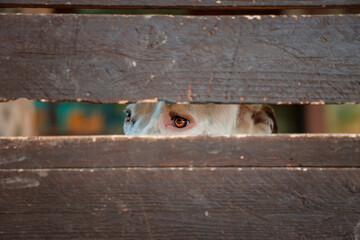 Dog looking behind wooden gate