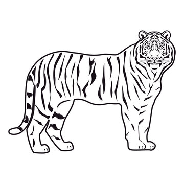 Tiger symbol. Icon, logo or tattoo. Vector illustration.