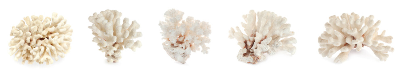 Set with beautiful corals on white background. Banner design