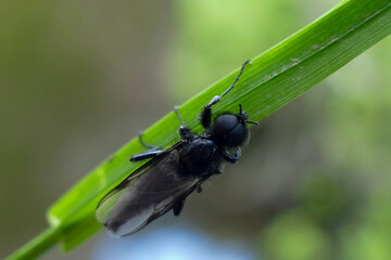 fly on leaf