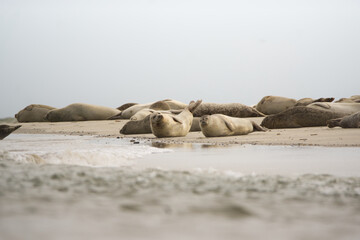 Fototapeta na wymiar Seehunde auf Borkum