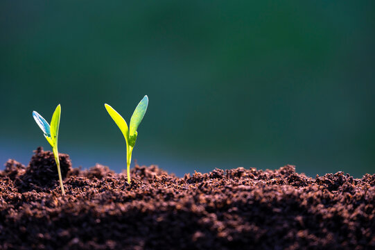 agriculture planting seeding growing in garden green background