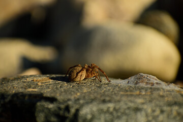 spider