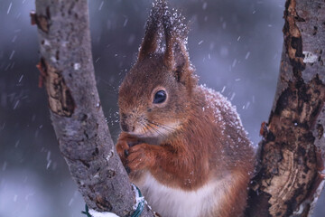 Eichhörnchen im Schneetreiben
