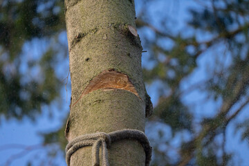 aboristic with a chainsaw by a professional