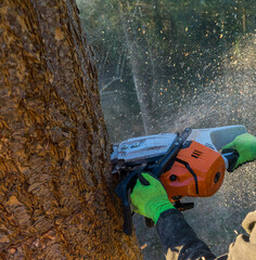 aborist with a chainsaw, professional tree care