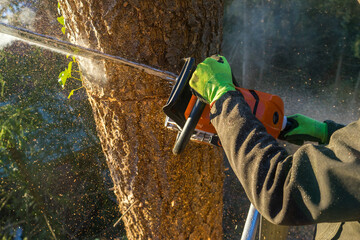arborist with a chainsaw, professional tree care