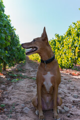 Vertical image of a cute dog sitting in a field of vines, on a sunny day with a blue sky.