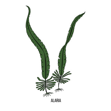 Wakame algae alaria sketch in hand drawn style. Vector drawing. Natural organic nutrition.