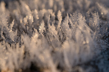 Obraz premium Ice crystals that have formed on a tree trunk and have grown in height.
