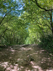 Forest Path