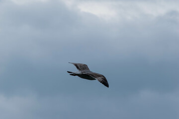 seagull in flight