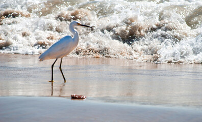 great heron walking in the sand ocean 