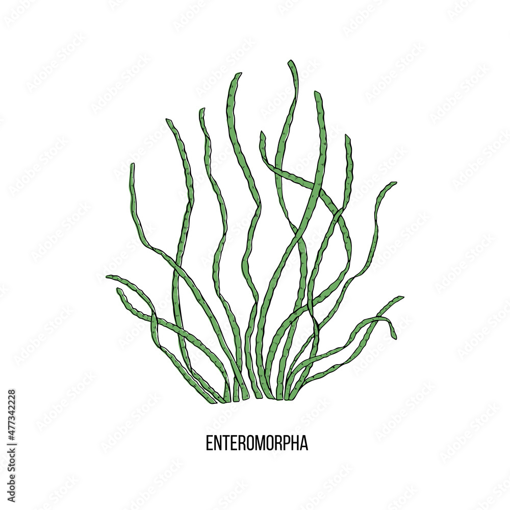 Wall mural Hand drawn enteromorpha algae black set on white background. Vector illustration isolated sketch. Line art.