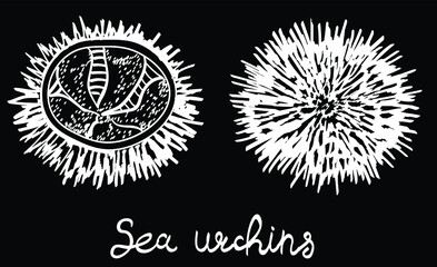 sea urchin, sea food, asian vector chalk illustration isolated on bright background. Concept for menu, cards, icon