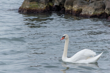 white swan on the water