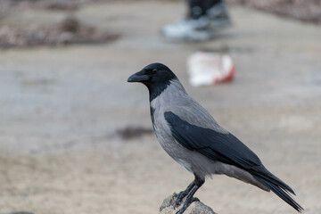 crow on rock