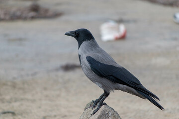 crow on rock