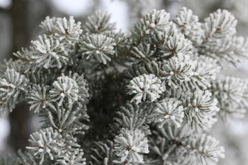 snow covered branches winter tree spruce