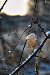 Fototapeta Suszony owoc dzikiego ogórka zimą obraz