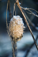 Suszony owoc dzikiego ogórka zimą