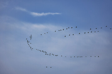 Cranes moving in formation in the sky. Migratory birds on the Darss.
