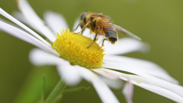 Bee close up. sit on the flower